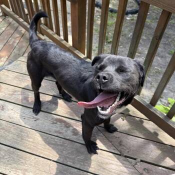 Ozzy -  Mixed Breed Dog for Adoption in Medford Lakes, New Jersey - Ozzy | PetCurious