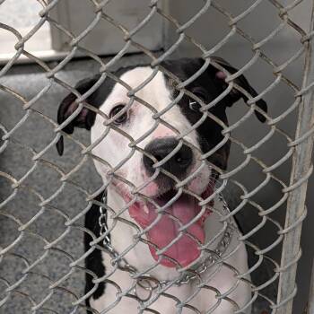 Mikah -  Mixed Breed Dog for Adoption in Greenville, South Carolina - Mikah | PetCurious