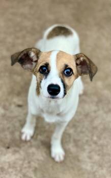Hetty -  Rat Terrier and Mixed Breed Dog for Adoption in Urbandale, Iowa - Hetty | PetCurious