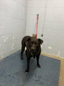 Rescue Pit Bull Terrier Dogs for Adoption in Woodland, California - ZEUS | PetCurious