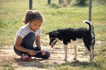 Shiba Inu Dogs Available for Adoption in Princeton, Massachusetts - Gabbee | PetCurious