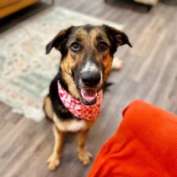 Anatolian Shepherd and German Shepherd Dog Dogs Available for Adoption in Friendswood, Texas - Belle Rosie Your Gentle Giant Dream Girl | PetCurious