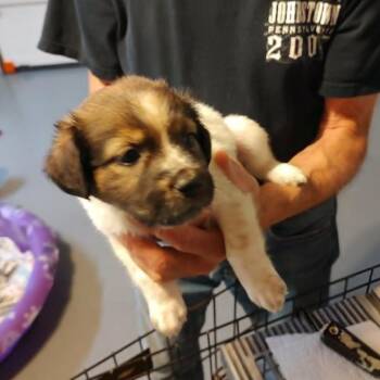 Naomi -  Border Collie and Rottweiler Dog for Adoption - Naomi | PetCurious