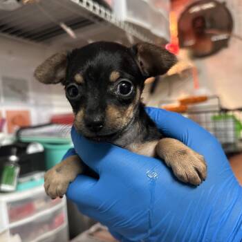 Mini Wheats -  Terrier Dog for Adoption in Edinburg, Texas - Mini Wheats | PetCurious