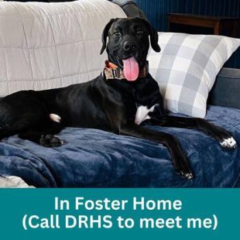 Aaron -  Mixed Breed Dog for Adoption in Dubuque, Iowa - Aaron | PetCurious