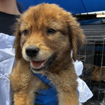 Shepherd Dogs Available for Adoption in Edinburg, Texas - Kian | PetCurious