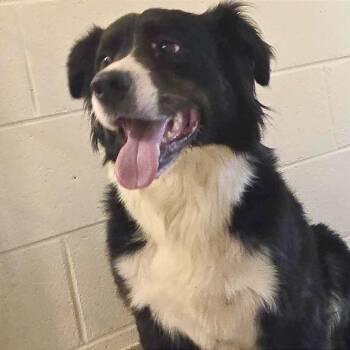 Court -  Mixed Breed Dog for Adoption in Asheville, North Carolina - Court | PetCurious