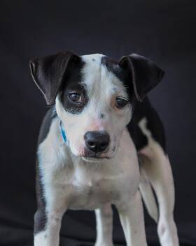 Heather -  Terrier Dog for Adoption in Ocean Springs, Mississippi - Heather | PetCurious