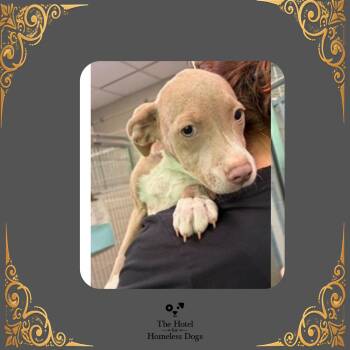 Leif -  Terrier and Mixed Breed Dog for Adoption in Cumberland, Rhode Island - Leif | PetCurious