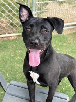 Ditsy -  Pit Bull Terrier Dog for Adoption in Anderson, Indiana - Ditsy | PetCurious