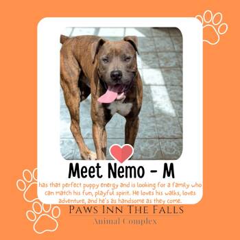 Nemo -  Pit Bull Terrier Dog for Adoption in Niagara Falls, New York - Nemo | PetCurious