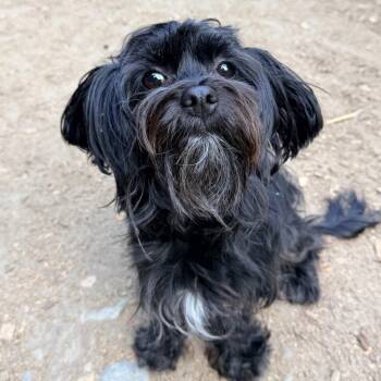 BLUE -  Havanese and Shih Tzu Dog for Adoption in Graham, Washington - BLUE | PetCurious