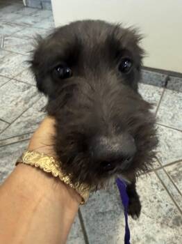 Walter Diego -  Schnauzer and Terrier Dog for Adoption in Phoenix, Arizona - Walter Diego | PetCurious