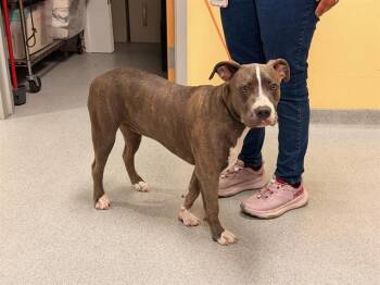 TIGERLILY -  Pit Bull Terrier Dog for Adoption in Tustin, California - TIGERLILY | PetCurious