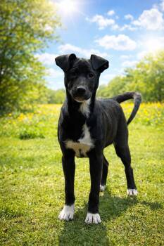Labrador Retriever and Border Collie Dogs Available for Adoption - Cookie | PetCurious