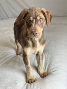 Chocolate Labrador Retriever and Labrador Retriever Dogs Available for Adoption in Burlington, North Carolina - Amazing Titan  | PetCurious
