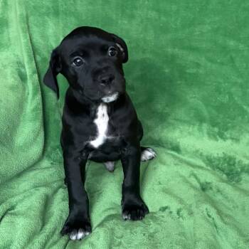 Black Labrador Retriever and Mixed Breed Dogs Available for Adoption - Bogey | PetCurious