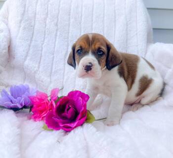 Mixed Breed Dogs Available for Adoption in Murray, Kentucky - Willis | PetCurious