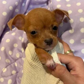 Winnie -  Chihuahua Dog for Adoption in Boerne, Texas - Winnie | PetCurious