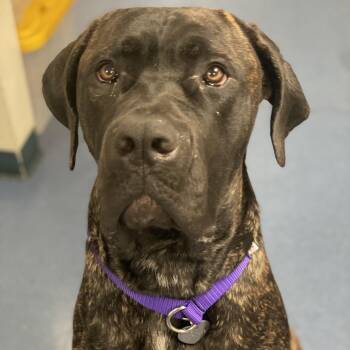 Niccolo -  Cane Corso Dog for Adoption in Los Angeles, California - Niccolo | PetCurious