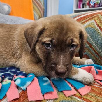 Willie -  Mixed Breed Dog for Adoption in Huntsville, Alabama - Willie | PetCurious