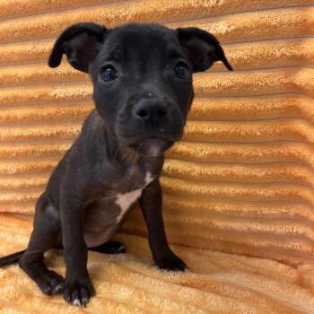 Kesha -  Labrador Retriever and Mixed Breed Dog for Adoption in Kanab, Utah - Kesha | PetCurious