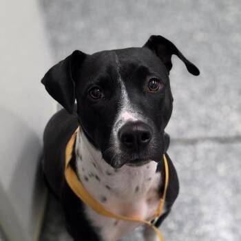 Diamond -  Terrier Dog for Adoption in Bronson, Florida - Diamond | PetCurious