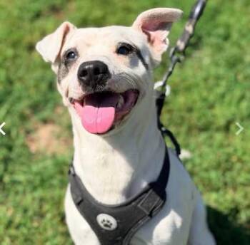 Rudy -  Parson Russell Terrier Dog for Adoption - Rudy | PetCurious