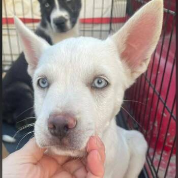 Husky and Mixed Breed Dogs Available for Adoption - Snow | PetCurious