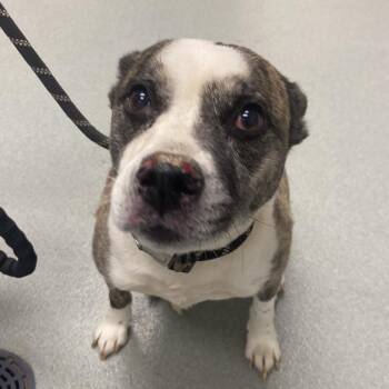 French Bulldog and Terrier Dogs Available for Adoption - Buddy | PetCurious