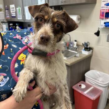 Jack Russell Terrier and Mixed Breed Dogs Available for Adoption in Council Bluffs, Iowa - Eugene | PetCurious