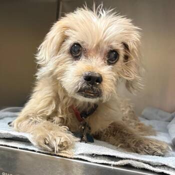 Cookie -  Bichon Frise Dog for Adoption in Pasadena, California - Cookie | PetCurious