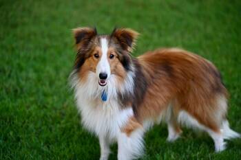 Bentley - Best in Class -  Shetland Sheepdog Sheltie Dog for Adoption in Falmouth, Maine - Bentley - Best In Class | PetCurious