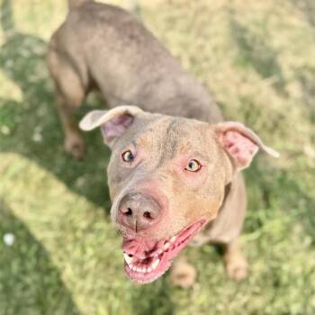 Staffordshire Bull Terrier and Mixed Breed Dogs Available for Adoption - JANELLE | PetCurious