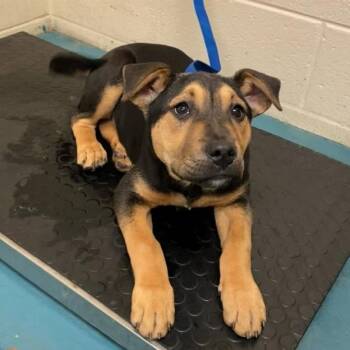Shepherd and Hound Dogs Available for Adoption - Flora | PetCurious