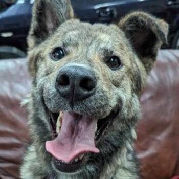 Rescue Shepherd and Labrador Retriever Dogs for Adoption in Waynesboro, Pennsylvania - Bear | PetCurious