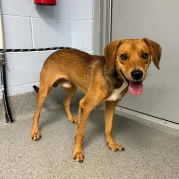August -  Beagle Dog for Adoption in Martinsville, Virginia - August | PetCurious