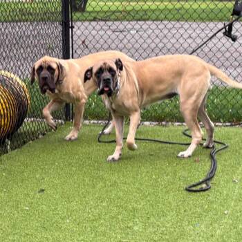 Buster - goes with Juju -  Mastiff Dog for Adoption in Westville, Indiana - Buster - Goes With Juju | PetCurious