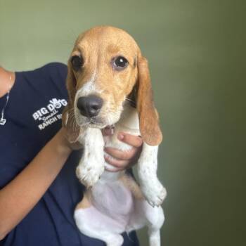 CTE6 8567 aka Abby -  Beagle Dog for Adoption in Loxahatchee Groves, Florida - CTE6 8567 Aka Abby | PetCurious