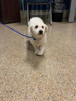 Bichon Frise Dogs Available for Adoption in Doral, Florida - NINA | PetCurious