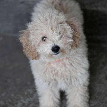Gunner (AG26-191) -  Poodle and Bichon Frise Dog for Adoption in Peyton, Colorado - Gunner (AG26-191) | PetCurious