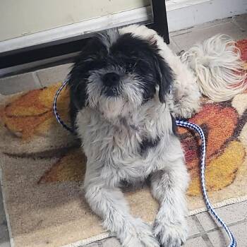 Smorese -  Shih Tzu and Lhasa Apso Dog for Adoption in Erie, Pennsylvania - Smorese | PetCurious