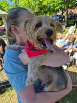 Monk -  Yorkshire Terrier Dog for Adoption in Valley Stream, New York - Monk | PetCurious