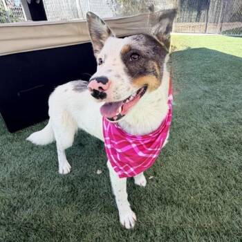 Yolo -  Border Collie Dog for Adoption in Walnut Creek, California - Yolo | PetCurious