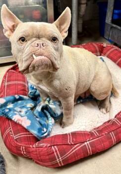Pit Bull Terrier Dogs Available for Adoption in Eagle, Idaho - Casey--- Courtesy Post. Out Of Town Pet. See Below For Details - | PetCurious