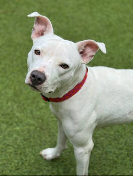 Rescue Pit Bull Terrier Dogs for Adoption in Sandy Springs, Georgia - Mixie | PetCurious