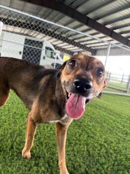 Veda -  Mixed Breed Dog for Adoption in New York, New York - Veda | PetCurious