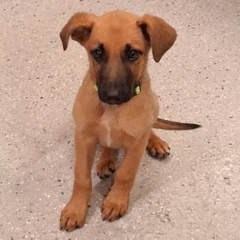 (Vet ?) Parker -  Mixed Breed Dog for Adoption in Huntsville, Arkansas - (Vet ?) Parker | PetCurious