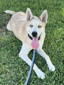 Rescue Husky Dogs for Adoption in New Smyrna Beach, Florida - Jasper | PetCurious
