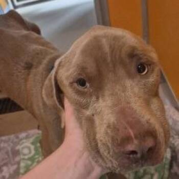 Brady -  Pit Bull Terrier Dog for Adoption in Norman, Oklahoma - Brady | PetCurious